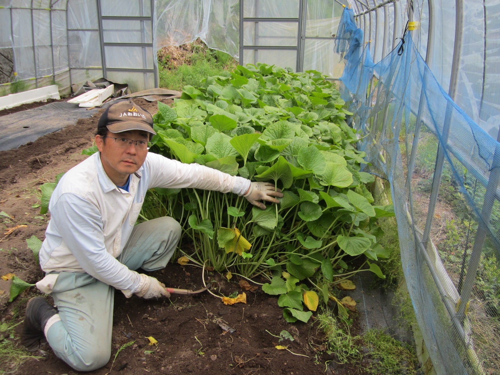天領日田ビッグワサビ 大分県日田市前津江町 佐藤農園 林業がお届けします